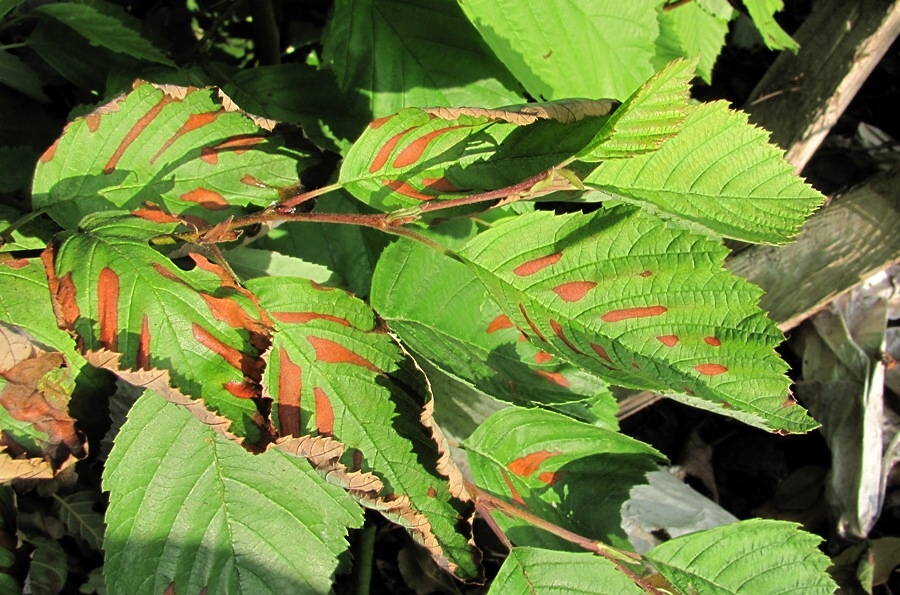 Изображение особи Alnus incana.