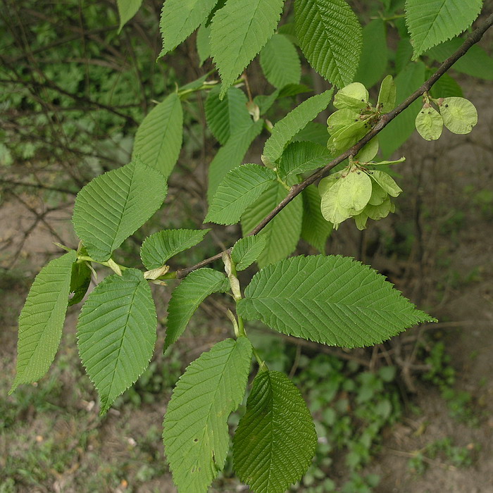 Изображение особи Ulmus glabra.