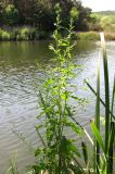 Rumex conglomeratus