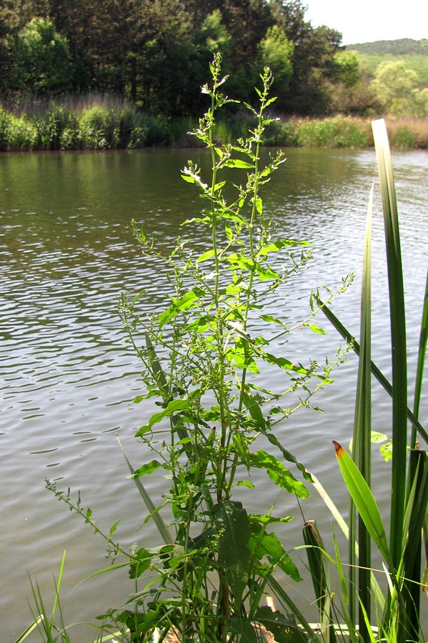 Изображение особи Rumex conglomeratus.