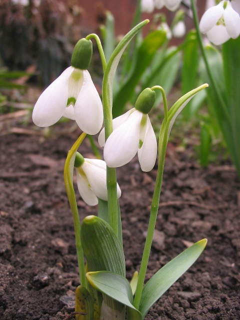 Image of Galanthus koenenianus specimen.