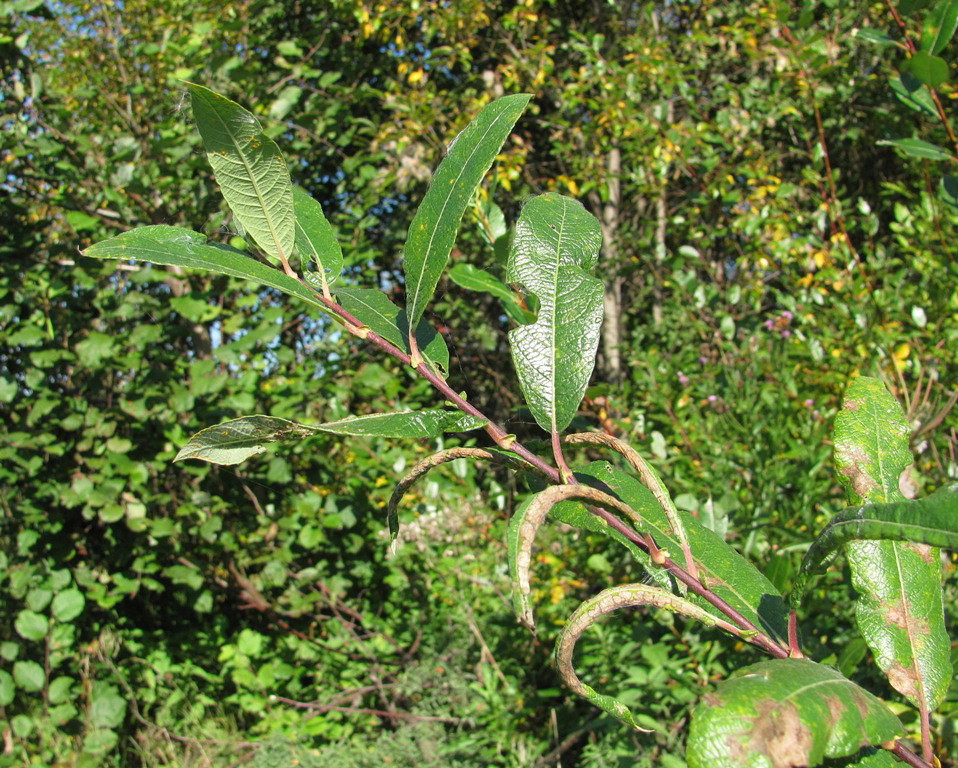 Image of Salix &times; laurina specimen.