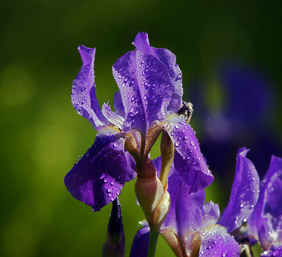 Изображение особи Iris nyaradyana.