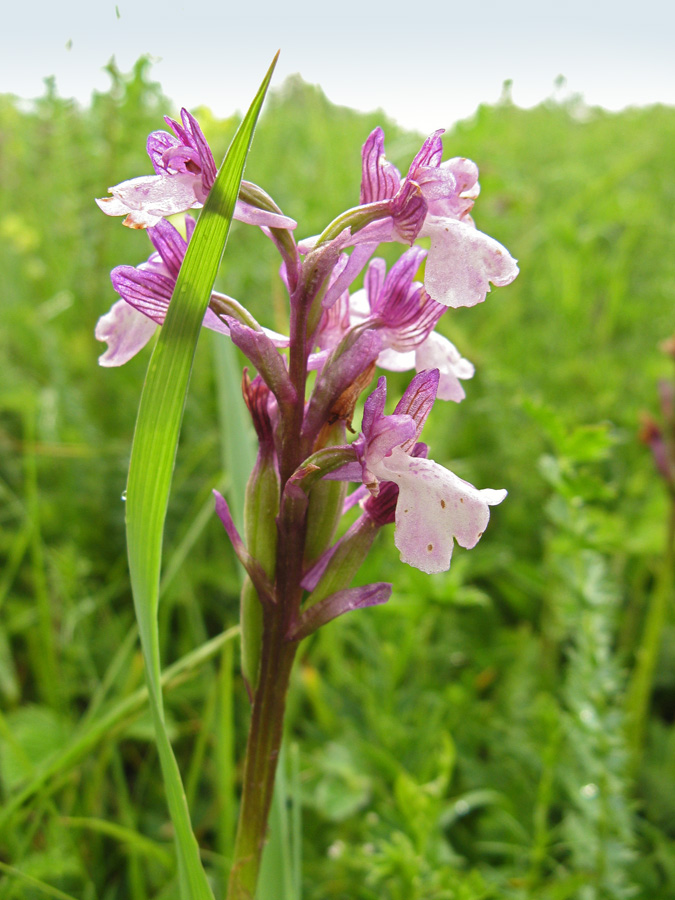 Image of Anacamptis morio ssp. caucasica specimen.