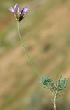 Astragalus falcigerus