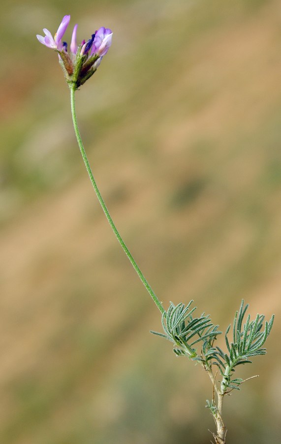 Изображение особи Astragalus falcigerus.