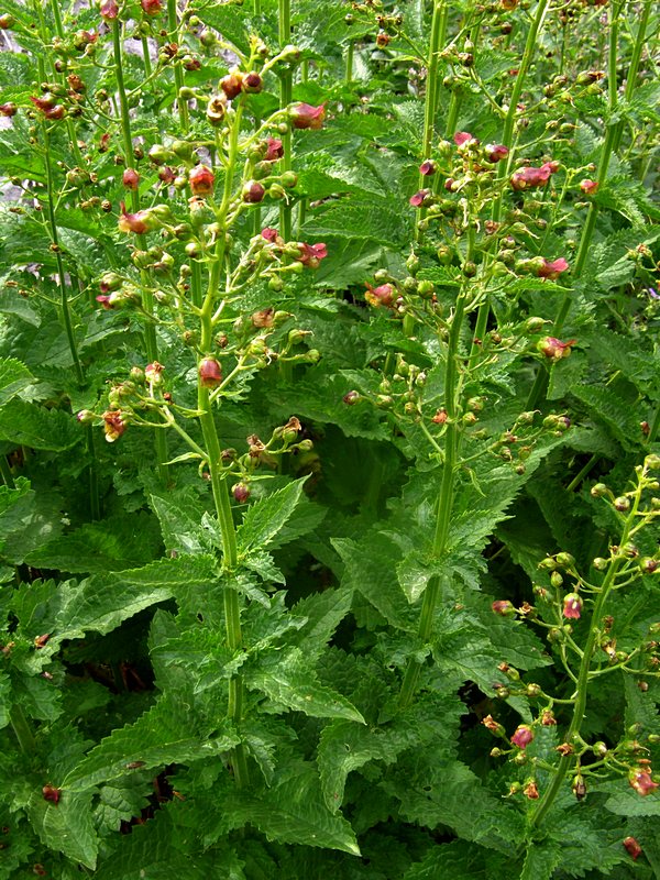 Image of Scrophularia scopolii specimen.