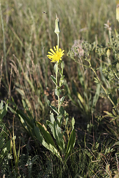 Изображение особи Tragopogon orientalis.