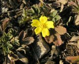 Potentilla incana