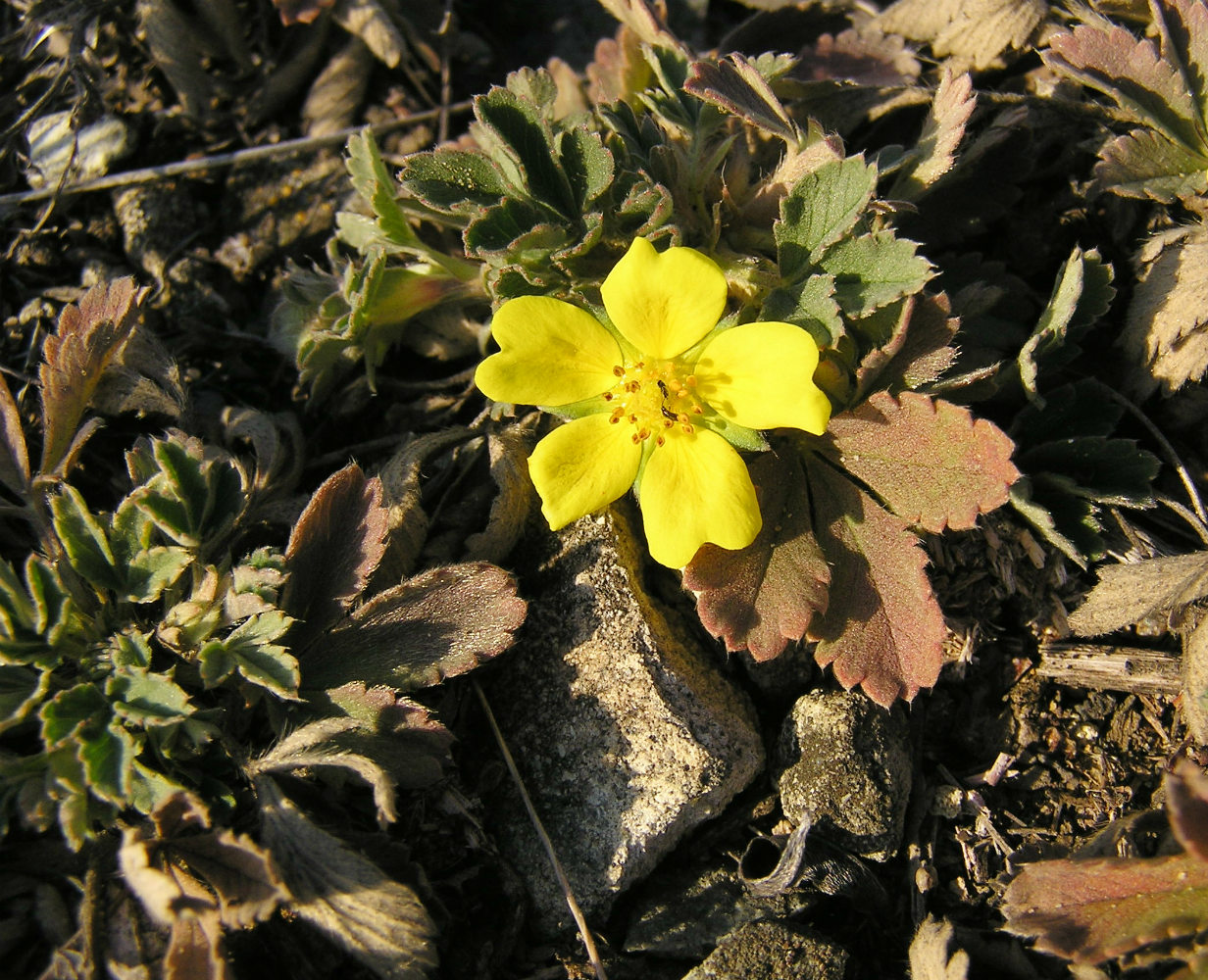 Изображение особи Potentilla incana.