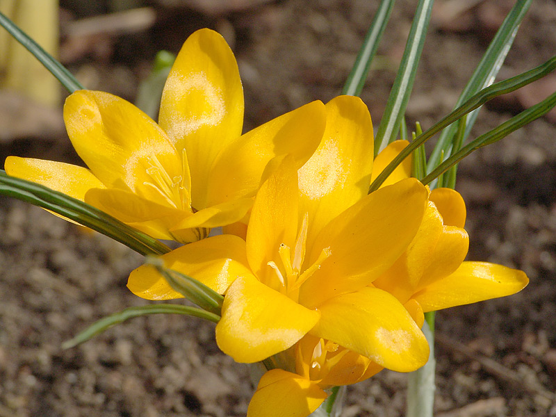 Изображение особи Crocus &times; luteus.