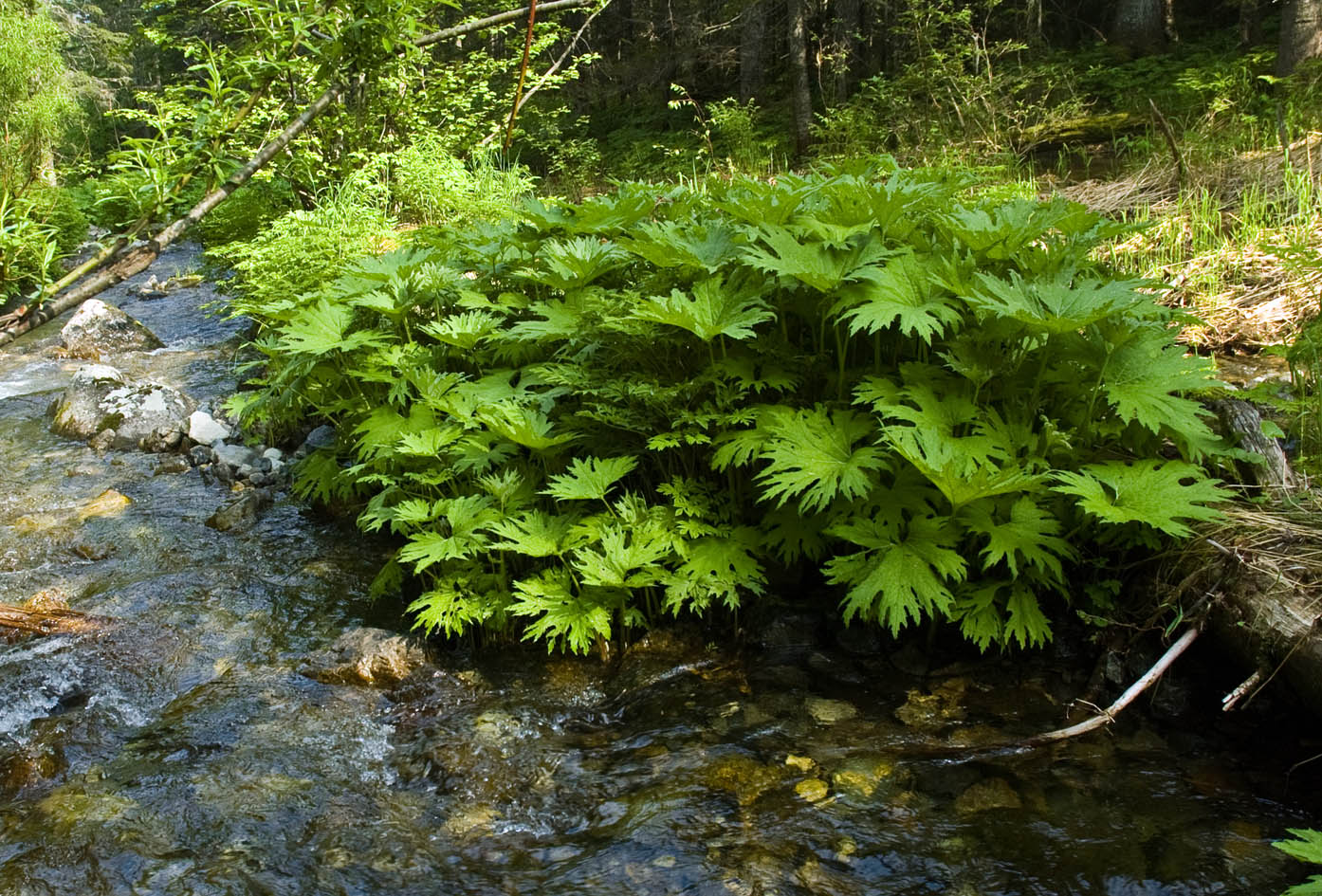 Изображение особи Petasites tatewakianus.