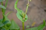 Rumex aeroplaniformis