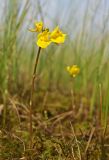 Utricularia macrorhiza. Верхушка цветущего растения. Северный Сахалин, Ногликский р-н, зал. Чайво, Северная коса, моховая сплавина зарастающего озера. 26.07.2011.