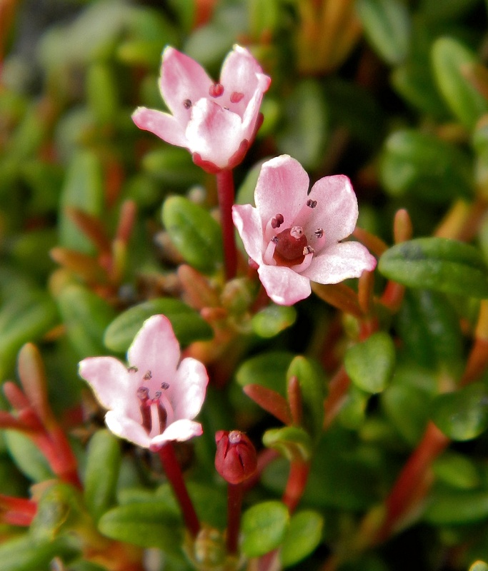 Image of Loiseleuria procumbens specimen.