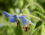 Borago officinalis