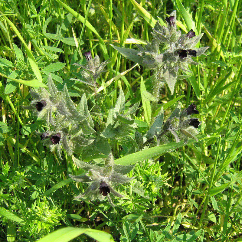 Image of Nonea rossica specimen.