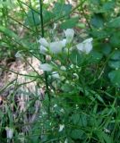 Cardamine tenera