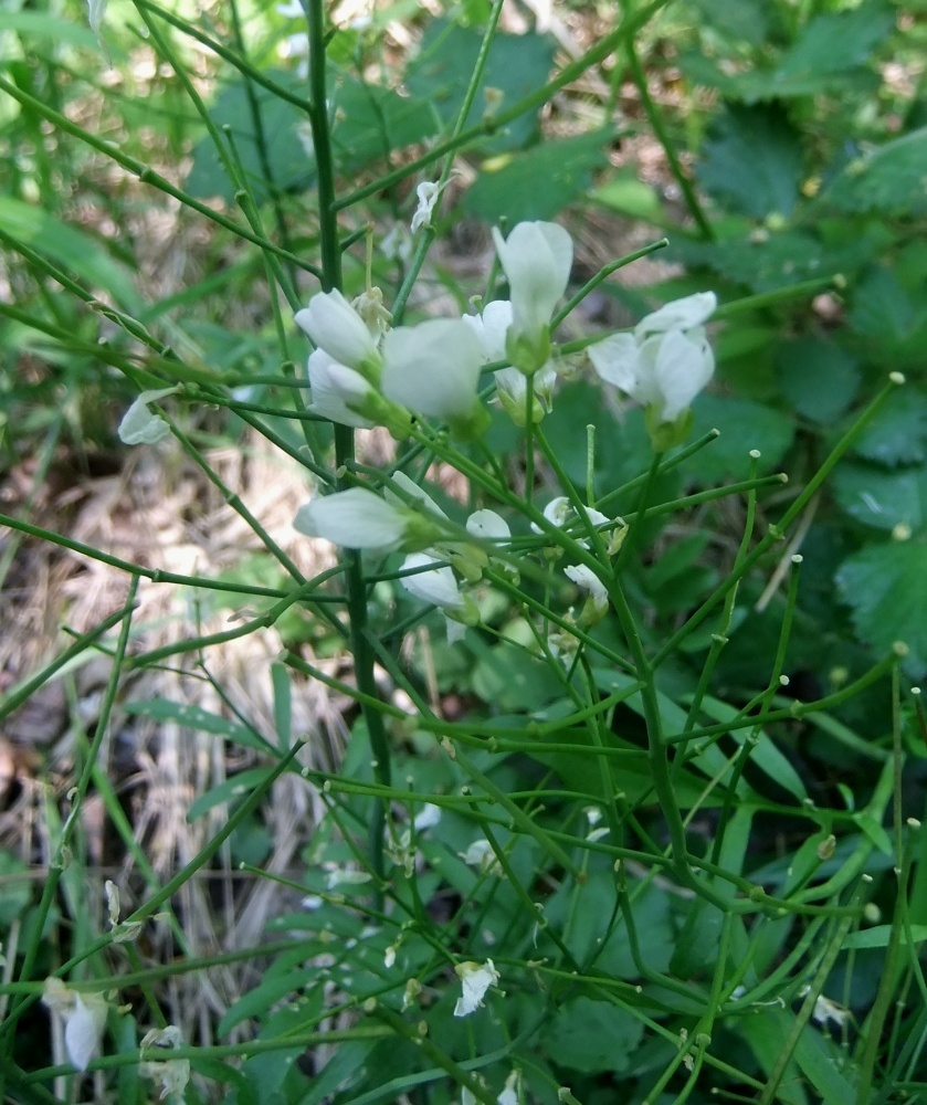 Изображение особи Cardamine tenera.