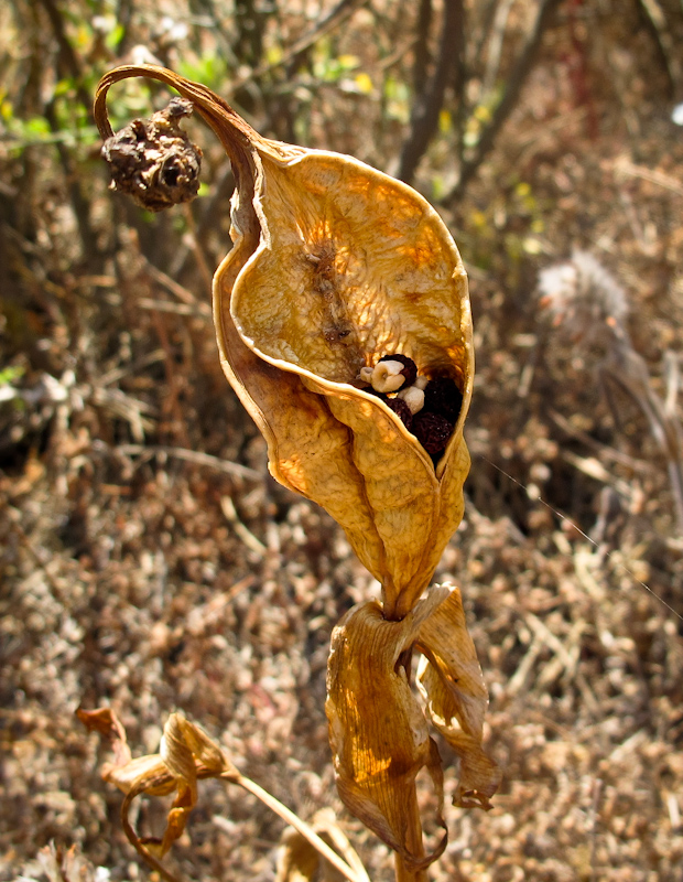 Image of Iris atropurpurea specimen.