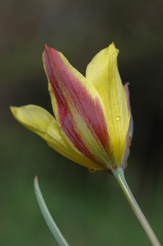 Image of Tulipa iliensis specimen.