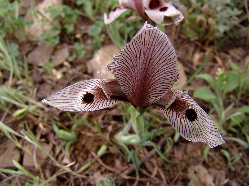 Image of Iris helena specimen.