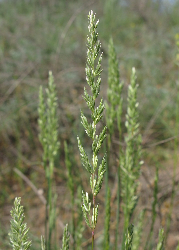 Image of Koeleria sabuletorum specimen.