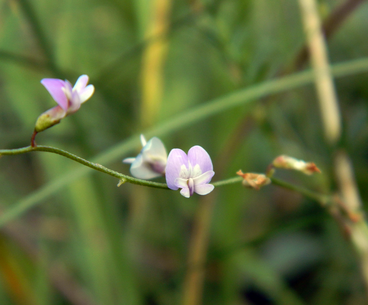 Изображение особи Astragalus austriacus.