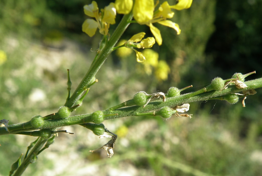 Изображение особи Rapistrum rugosum.