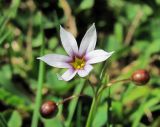 Sisyrinchium