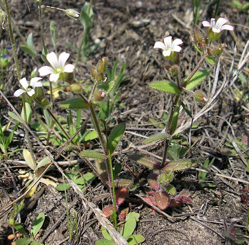 Image of Cerastium pseudobulgaricum specimen.