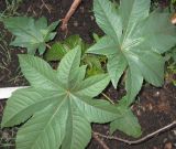 Ricinus communis