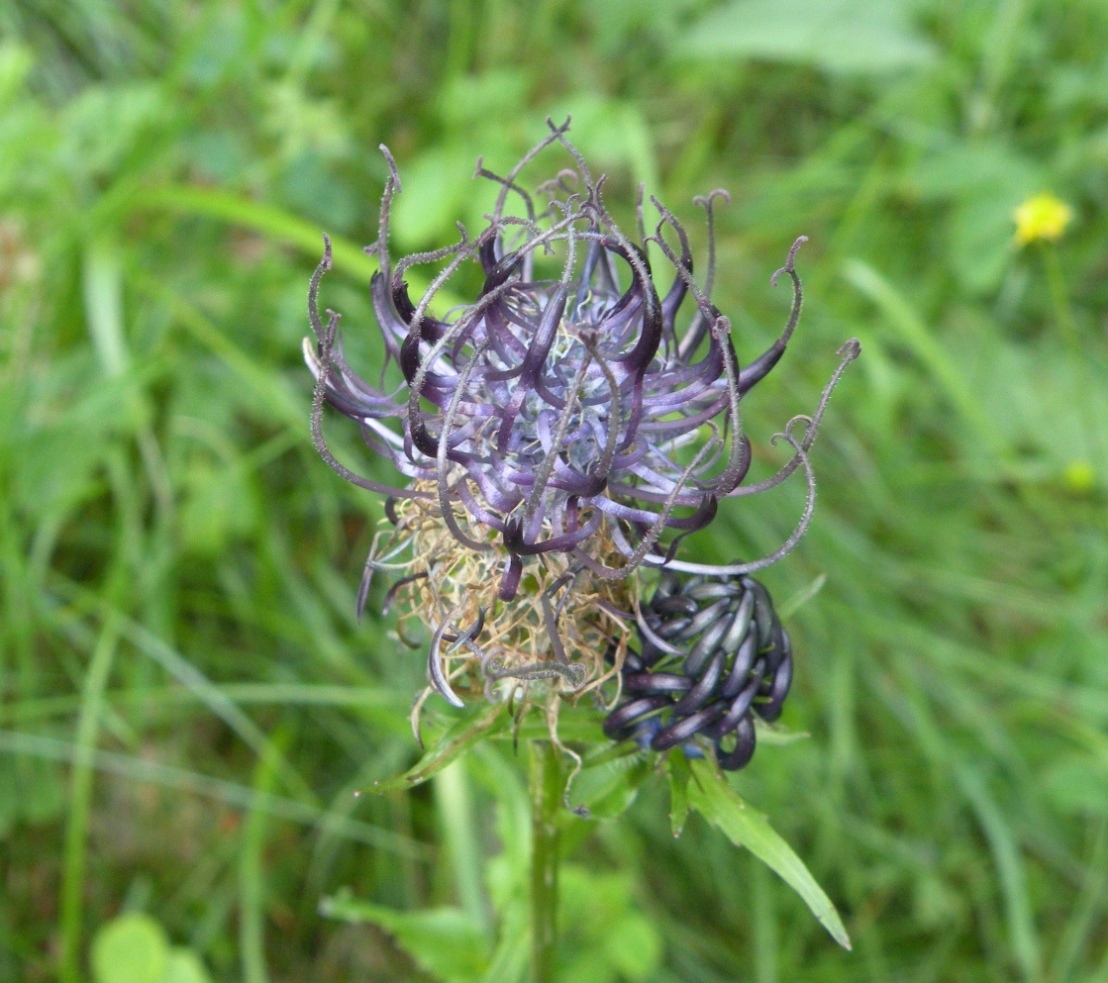 Изображение особи Phyteuma vagneri.