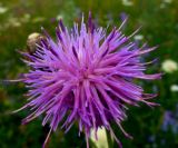 Klasea biebersteiniana