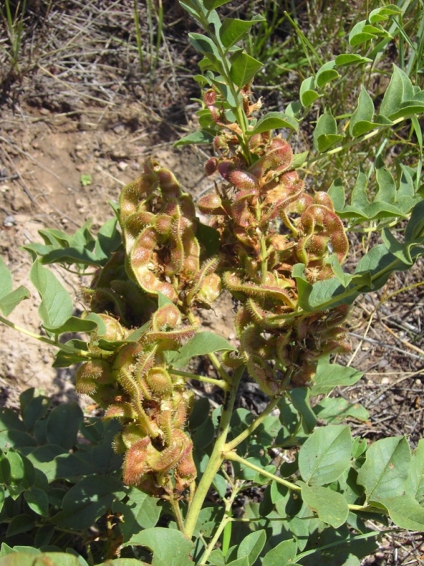 Image of Glycyrrhiza viscida specimen.