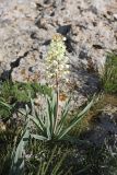 Eremurus lactiflorus