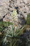 Eremurus lactiflorus. Цветущее растение. Южный Казахстан, горы Каракус. 20.04.2012.