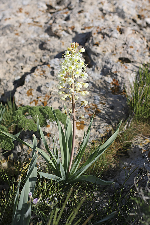 Изображение особи Eremurus lactiflorus.