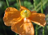 Papaver oreophilum