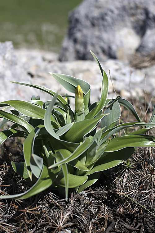 Изображение особи Juno orchioides.