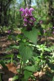 Lamium maculatum. Верхняя часть цветущего растения. Крым, окр. Балаклавы. 28 апреля 2012 г.