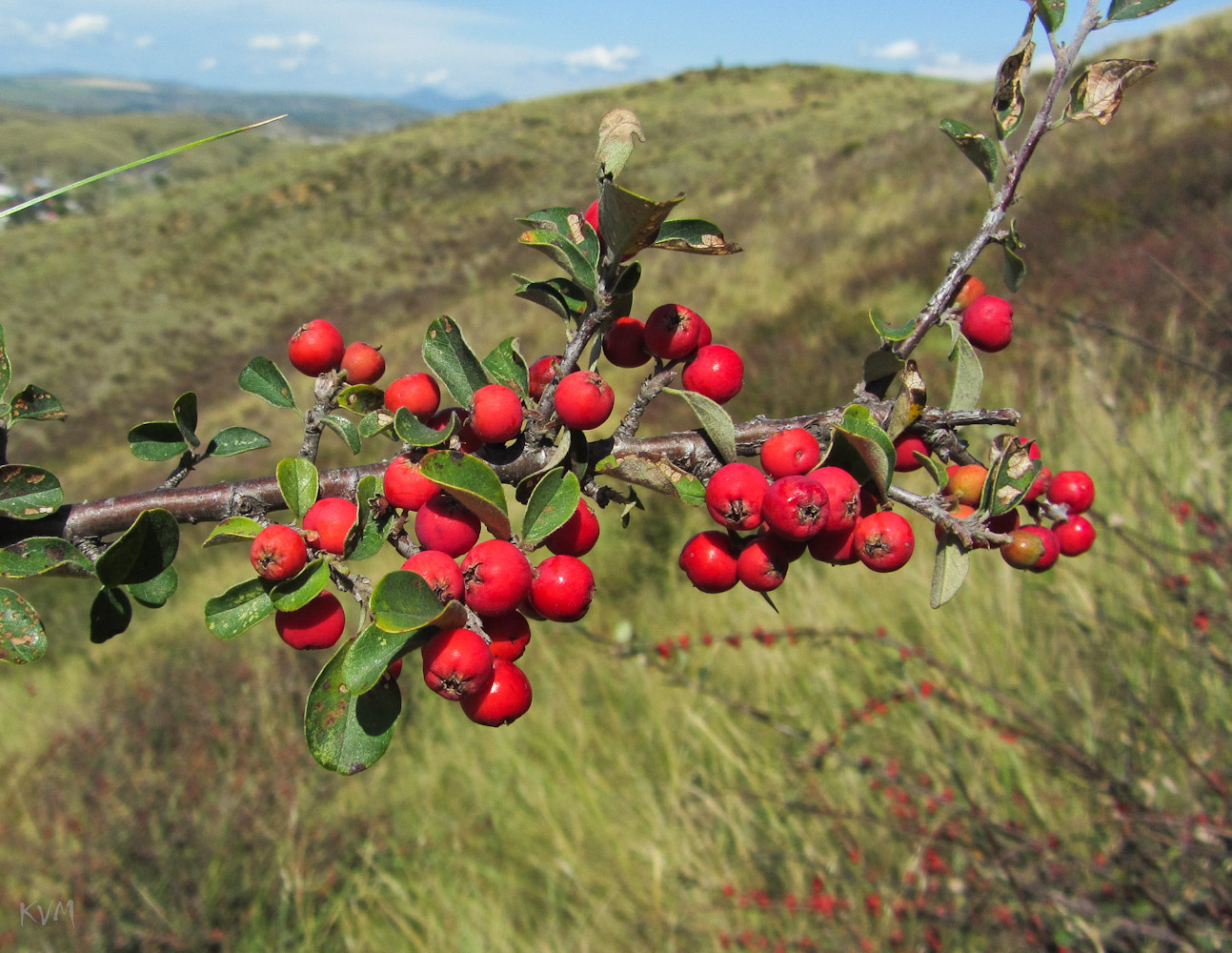 Image of Cotoneaster oliganthus specimen.