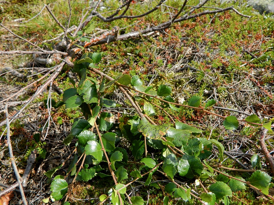 Image of genus Betula specimen.