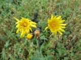 Sonchus arvensis ssp. uliginosus