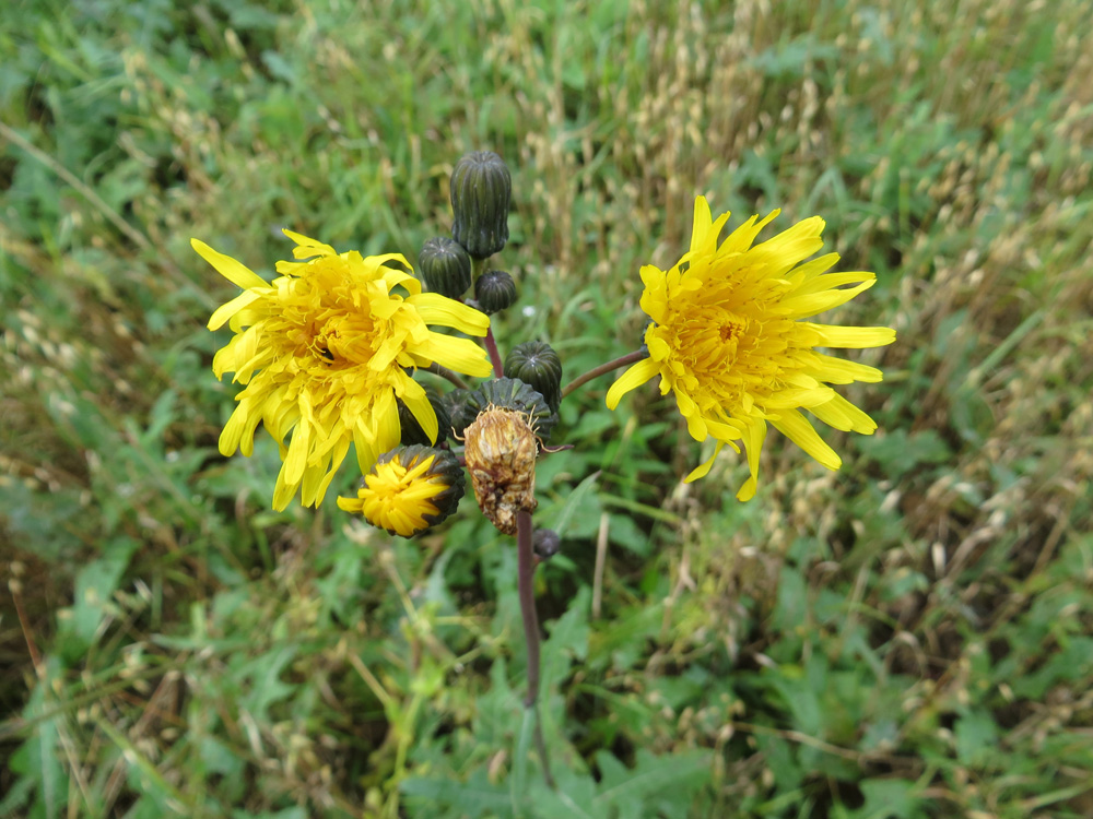 Изображение особи Sonchus arvensis ssp. uliginosus.