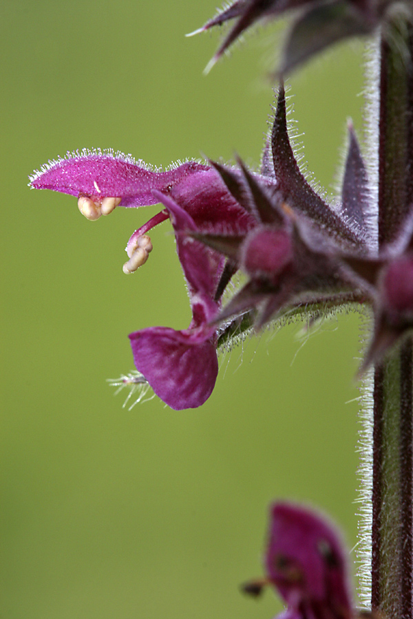 Изображение особи Stachys sylvatica.