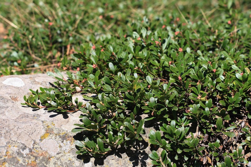 Image of Arctostaphylos uva-ursi specimen.