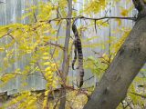Gleditsia triacanthos. Часть ветви со зрелыми плодами и листьями в осенней окраске. Южный берег Крыма, г. Ялта. 4 ноября 2012 г.