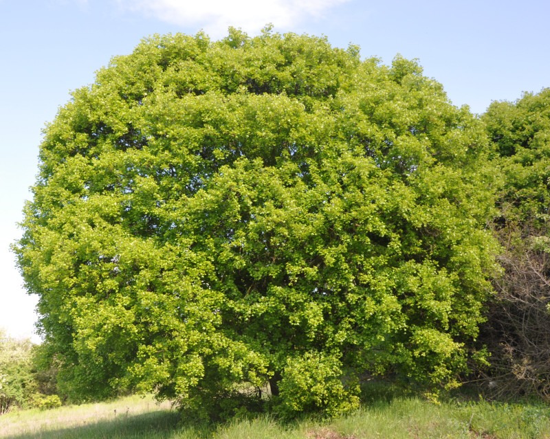 Image of Acer monspessulanum specimen.