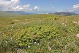 Juniperus hemisphaerica. Растение на субальпийском лугу. Республика Адыгея, плато Лаго-Наки. 23.07.2012.